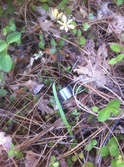 Triteleia ixioides anilina