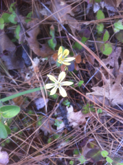 Triteleia ixioides anilina