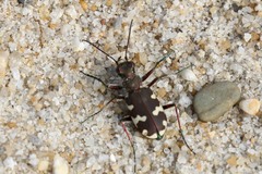 Cicindela hybrida