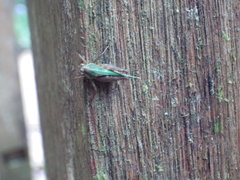Scaria hamata