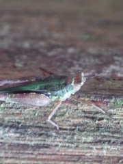 Scaria hamata