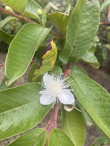 Psidium guajava - Whole tree