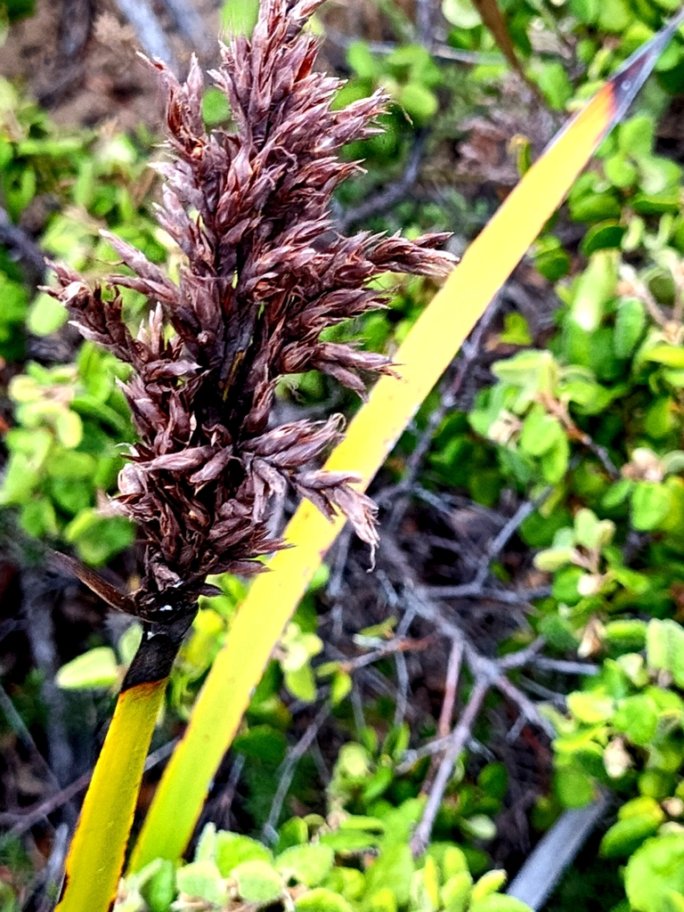 Coast Sword-sedge from Coppins Lookout, Portsea VIC 3944, Australia on ...