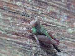 Scaria hamata