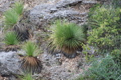 Dasylirion acrotrichum