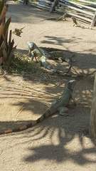 Iguana