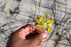 Senecio rosmarinifolius