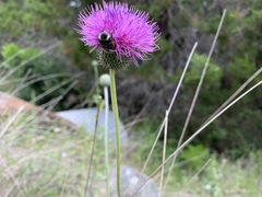 Trichiotinus texanus