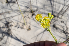 Senecio rosmarinifolius