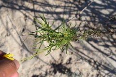 Senecio rosmarinifolius