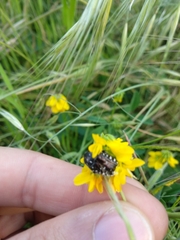 Oxythyrea funesta