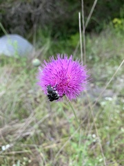 Trichiotinus texanus