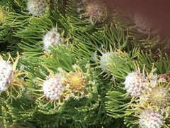 Serruria glomerata × villosa