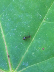Prenolepis imparis