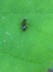 Prenolepis imparis