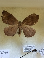 Eutrapela clemataria