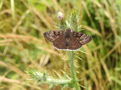 Erynnis tristis