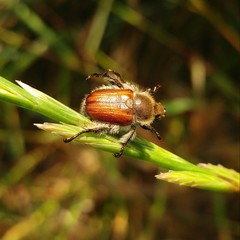 Brancoplia klapperichi