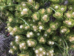 Serruria glomerata × villosa