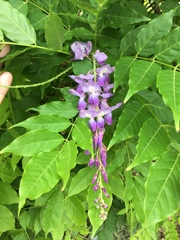 Wisteria frutescens