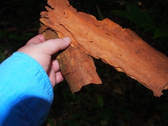 Dilleniaceae