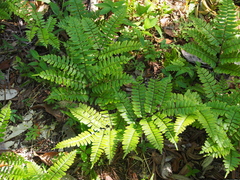 Adiantum latifolium