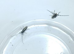 Agapanthia suturalis