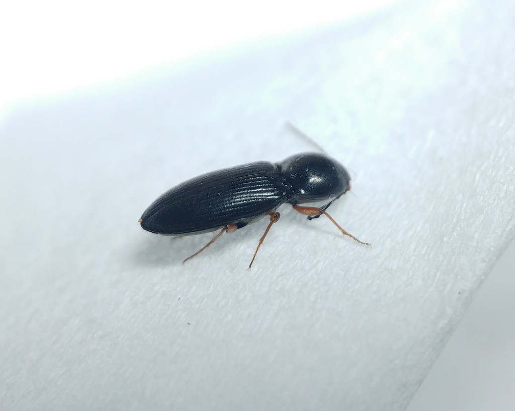 Cardiophorus convexithorax
