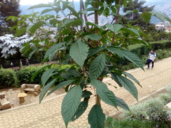 Handroanthus chrysanthus