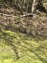 Sciurus carolinensis