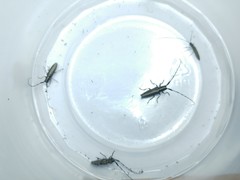 Agapanthia suturalis