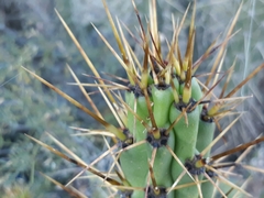 Corryocactus melanotrichus