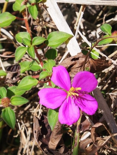 Heterotis rotundifolia