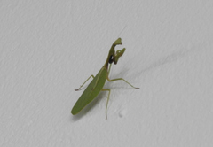 Parastagmatoptera unipunctata