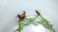 Brancoplia leucaspis vseteckai
