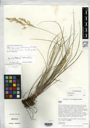 aloha fescue (Festuca aloha)