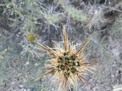 Corryocactus melanotrichus