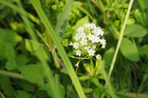 Lysimachia leucantha iNat (1)