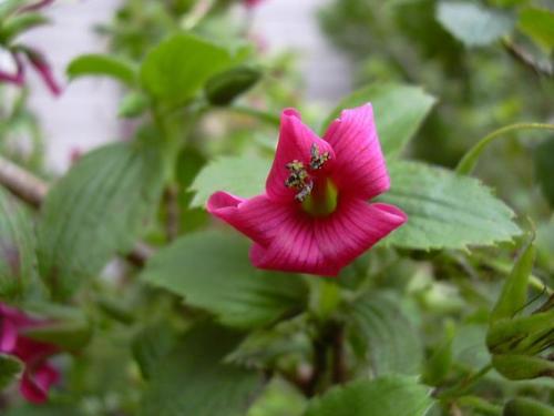 Hawai'i red cranesbill (Geranium arboreum)