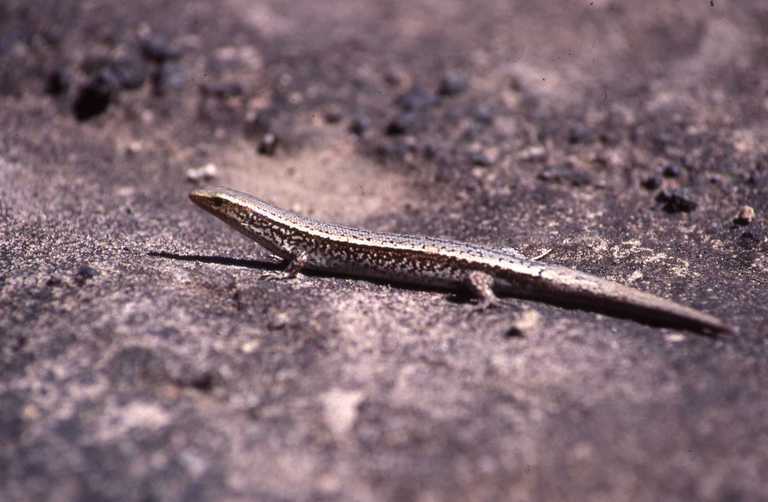 Bojer's Skink