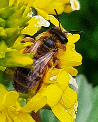 Yellow-legged Mining Bee, 9406 AX Assen, Nederland, photo 6 of 10