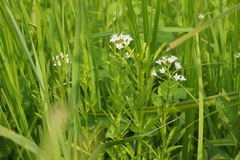 Lysimachia leucantha