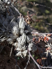 Tillandsia pedicellata