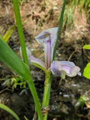Iris virginica
