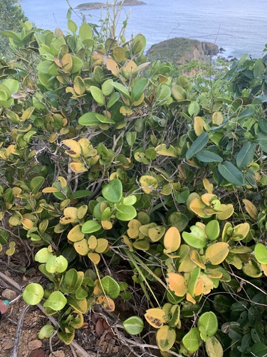 Eugenia sessiliflora, 2023-10-23