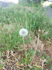 Taraxacum officinale