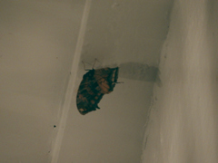 Consul fabius ochraceus