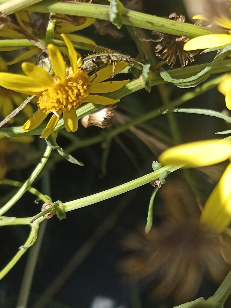 Astylus vittaticollis
