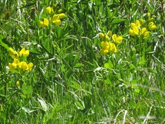 Thermopsis divaricarpa