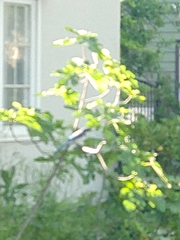 Aphelocoma californica